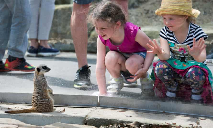 Children view a meerkat at Cannon Hall Farm, Barnsely, Yorkshire, UK.