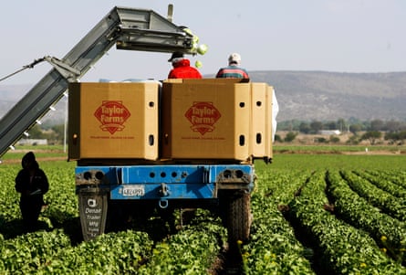 workers pack lettuce in boxes on a truck in a field