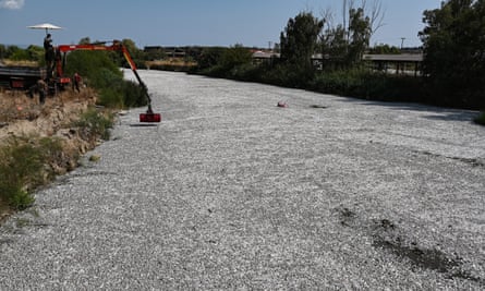 A worker operates a mobile crane to remove dead fish floating from the Xiria River near Volos.