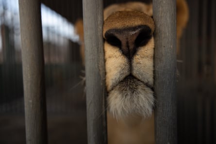 A lion’s muzzle seen through bars