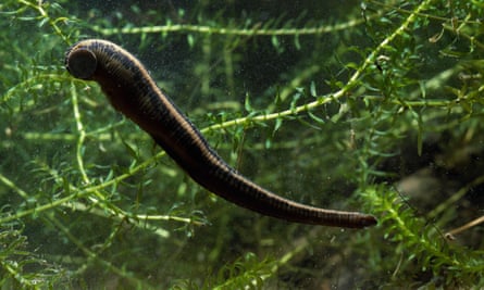 The medicinal leech, Hirudo medicinalis, is one of the few parasites with formal protections.