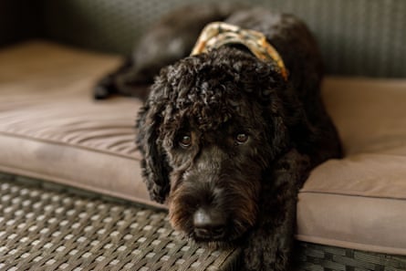 Black Australian labradoodle lounging on outdoor furniture