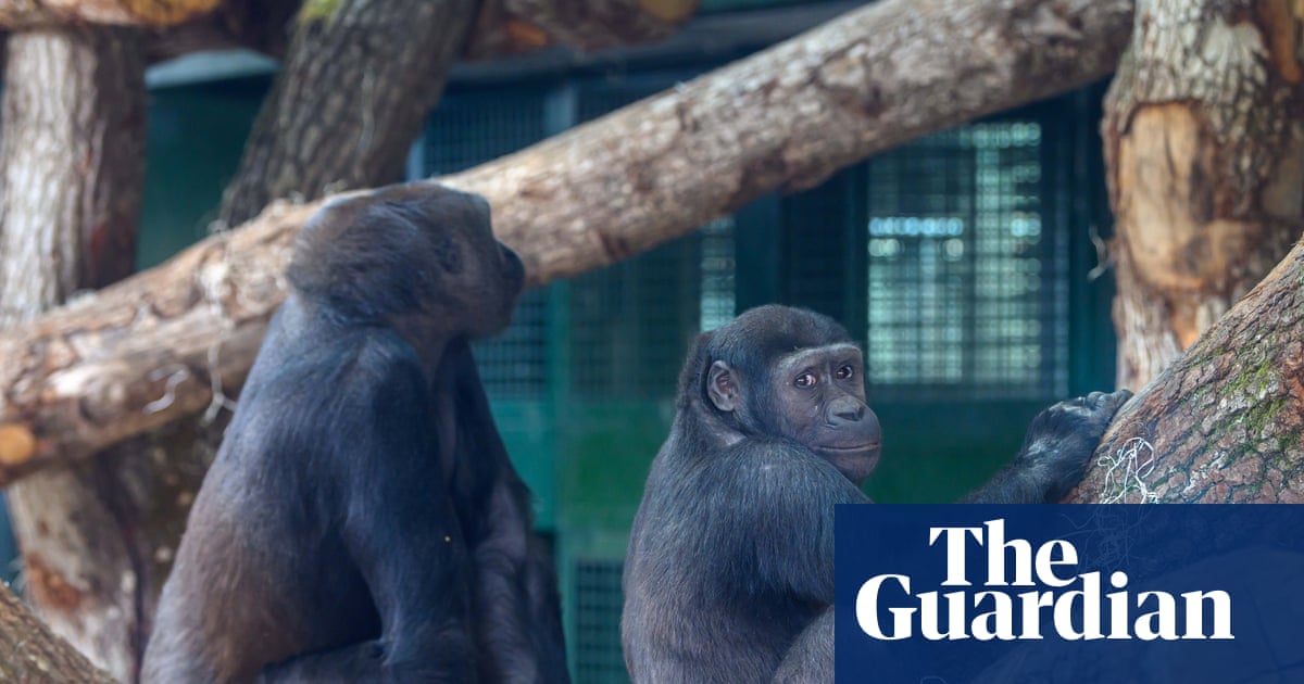 ‘A life among the trees’: Bristol zoo’s gorillas move out of town