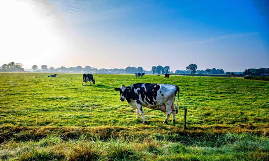 Cows standing in the meadow at a dairy farm