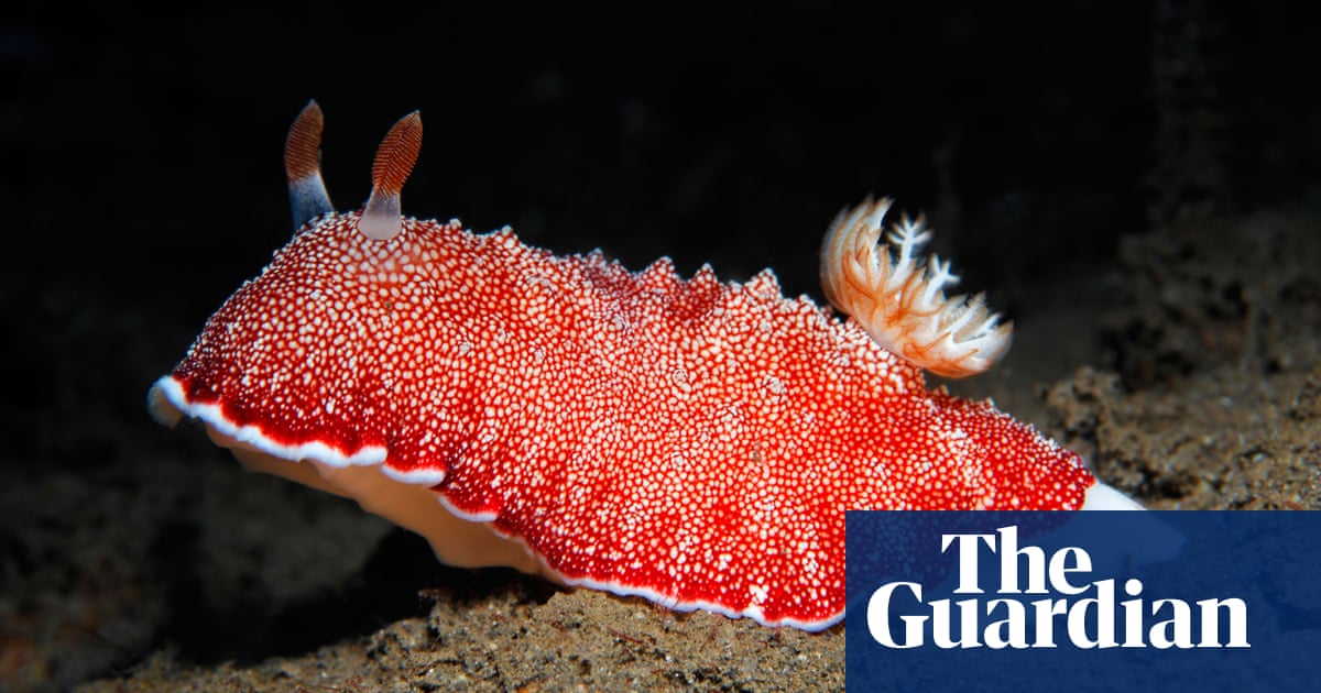 A gorgeous flash of colour in a murky loch: how nudibranchs won my heart