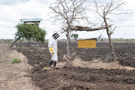 A farmer inspects a beehive in a fence on his farm.