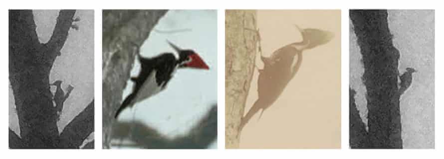 Comparison of photographs taken of apparent ivory-billed woodpeckers in Louisiana from this study (A, D), with a colorized ivory-billed woodpecker, also from Louisiana (B), and a pale-billed woodpecker taken in Central America (C).