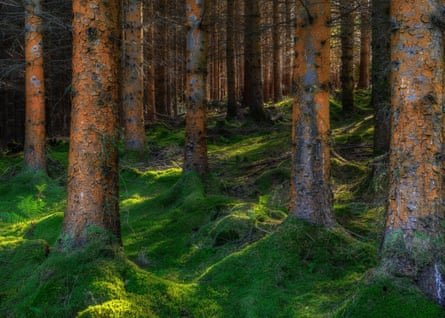 Close-up of trees, moss and lichen in dappled light.