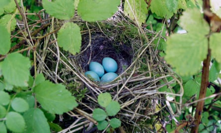 A dunnock’s nest containing eggs