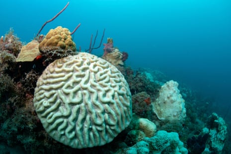 Boulder brain coral the US Virgin Islands