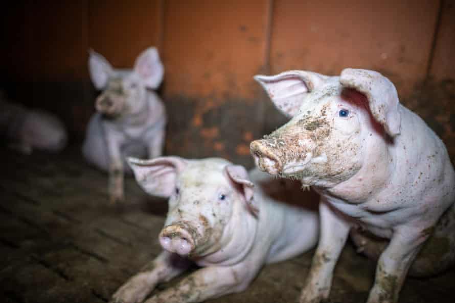 Video footage released by French animal welfare group, L214, 2 December 2020