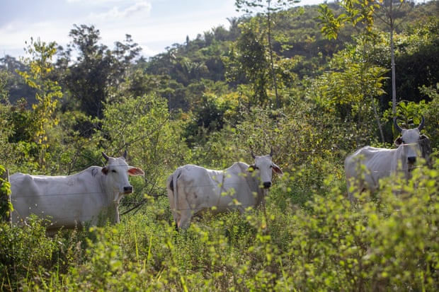 Cattle grazing in Terra do Meio, in the municipality of Sao Felix do Xingu, in the state of Para.