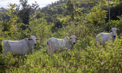 Cattle on a farm in Terra do Meio, where some ranchers have been found to flout a deforestation ban.