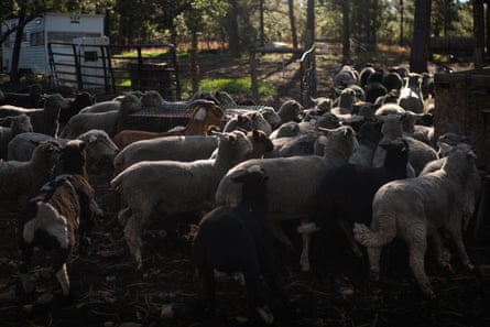 Sheep on Carla Gomez’s property in Mora, New Mexico.