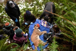Olympic Cougar Project members work to replace the GPS collar on Lilu, a wild cougar, near Port Angeles.