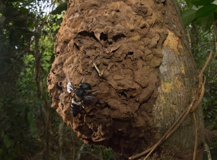 Bolt was able to photograph Wallace’s giant bee on its nest on a tree trunk.