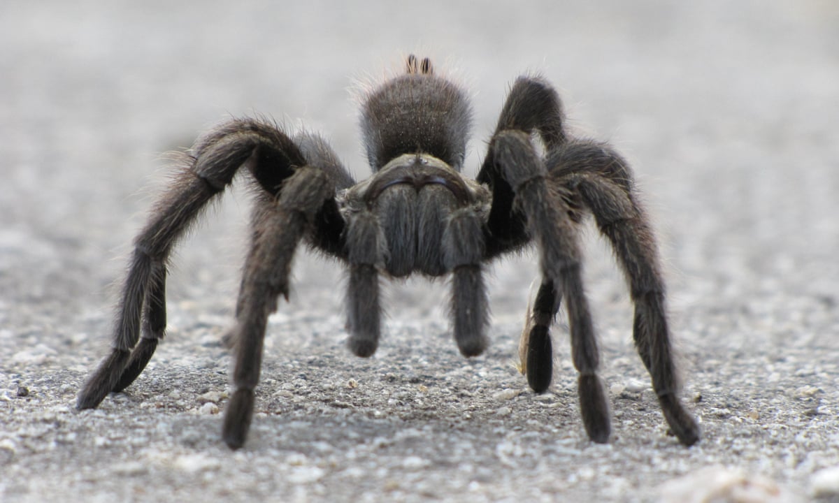 What is the Life Span of a Tarantula?