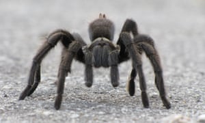 Because they spend most of their lives underground, tarantulas don’t have many defenses. 3648.jpg?width=300&quality=85&auto=forma