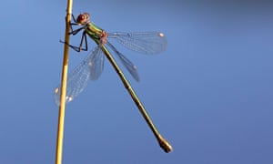 A female willow emerald damselfly, Chalcolestes viridis.