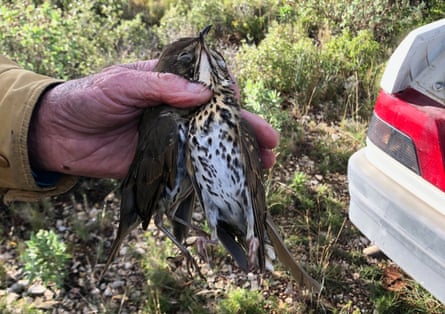 A hunter holds up a dead thrush