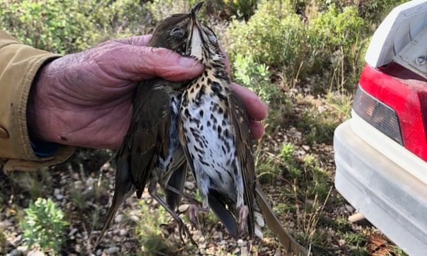 ECJ orders France to ban glue-trap hunting of songbirds outright ECJ orders France to ban glue-trap hunting of songbirds outright