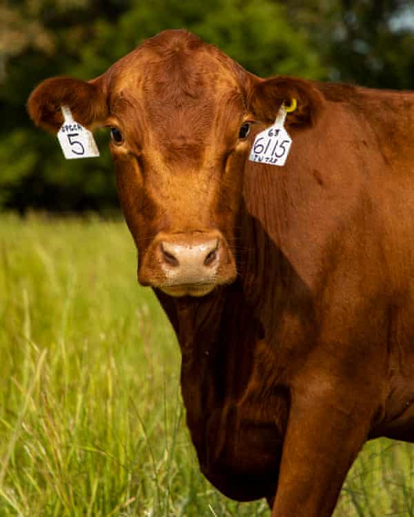 The South Poll is nicknamed the ‘southern mama cow’ because of its strong maternal instincts.