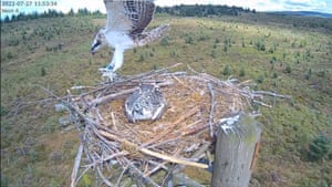 Fourlaws the osprey chick lands after taking her first flight. She is the 100th osprey chick to successfully take to the air in Kielder Water and Forest Park, UK since they were returned to the park in 2009. Breeding ospreys returned to Northumberland in 2009 for the first time in more than two centuries, when a single nest produced three chicks. Since then their success has delighted conservationists as Kielder becomes a key location for nature recovery, acting as a bridgehead for ospreys to continue re-colonising England