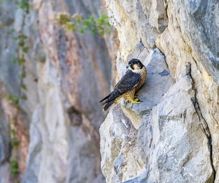 A peregrine falcon on a cliff side