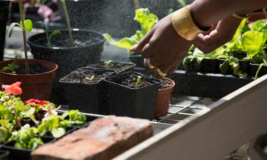 Gardening session run by South London and Maudsley NHS trust for asylum seekers and refugees with PTSD.