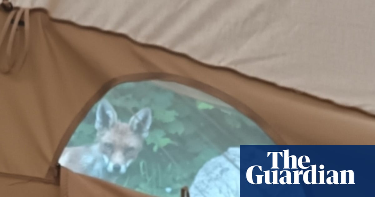 Young country diary: Camping in my garden, nose to nose with a fox | Ada