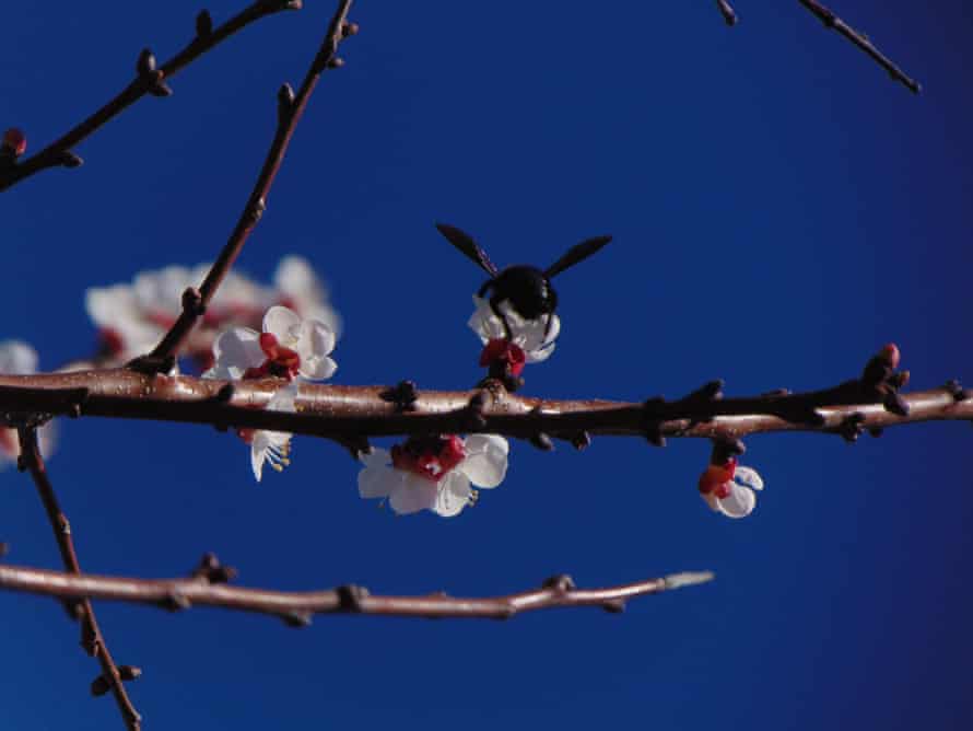 A bee sitting on an apricot blossom on 3 March.
