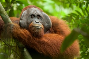 Bornean orangutan in Gunung Palung national park, West Kalimantan, Indonesia