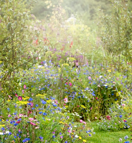 Wildflowers in and English cottage garden with a grass path, in the soft summer sunshine