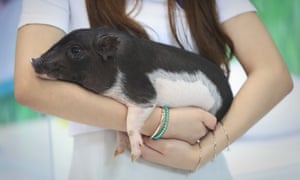 A genetically modified pet pig developed in China. Chinese scientists made headlines earlier this year after editing the genomes of human embryos