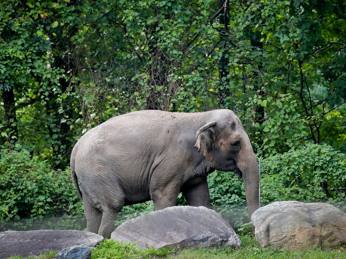Download Is An Elephant A Person A New York Court Is Set To Decide Animals The Guardian