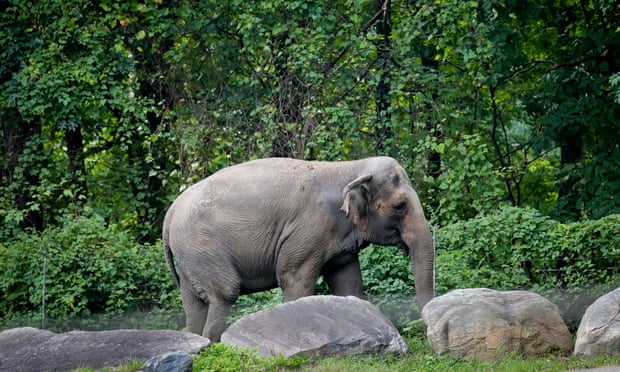 Happy the elephant at Bronx Zoo. Photograph: Bebeto Matthews/AP An Elephant by Grey Rocks