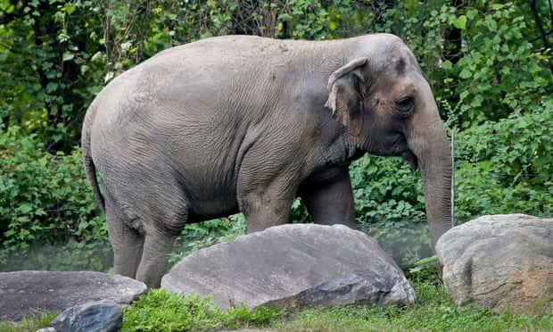 Happy the elephant at the Bronx Zoo in New York City on 2 October 2018.
