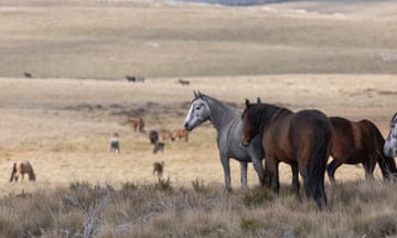 Brumbies or Feral Horses on the plains above Kiandra in the Kosciuszko National Park . Wednesday 17th April 2024. Photograph by Mike Bowers. Guardian Australia