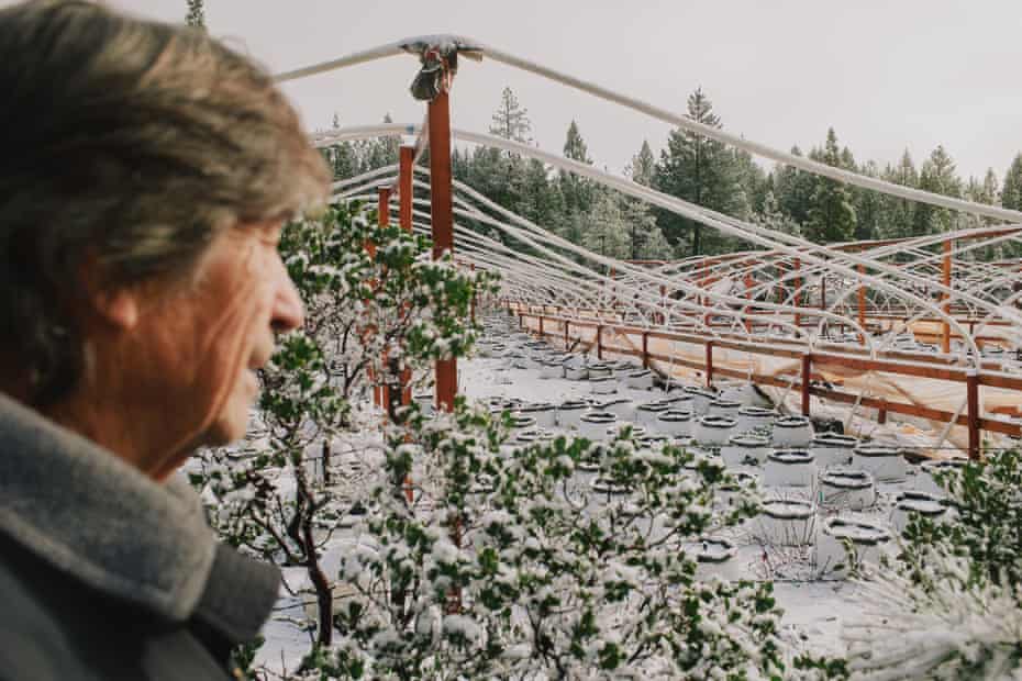 Man looks at marijuana tent with plants covered in snow