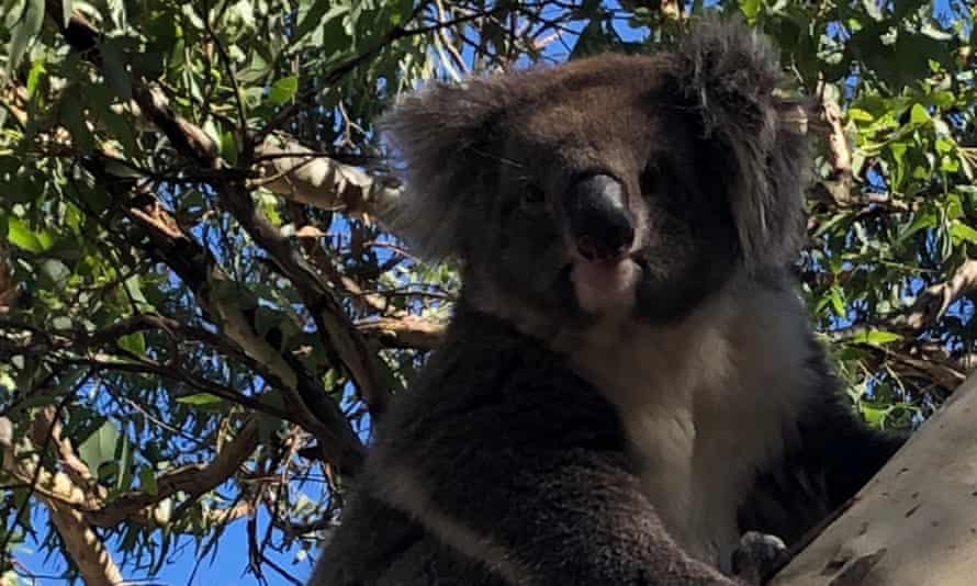 Koala in tree
