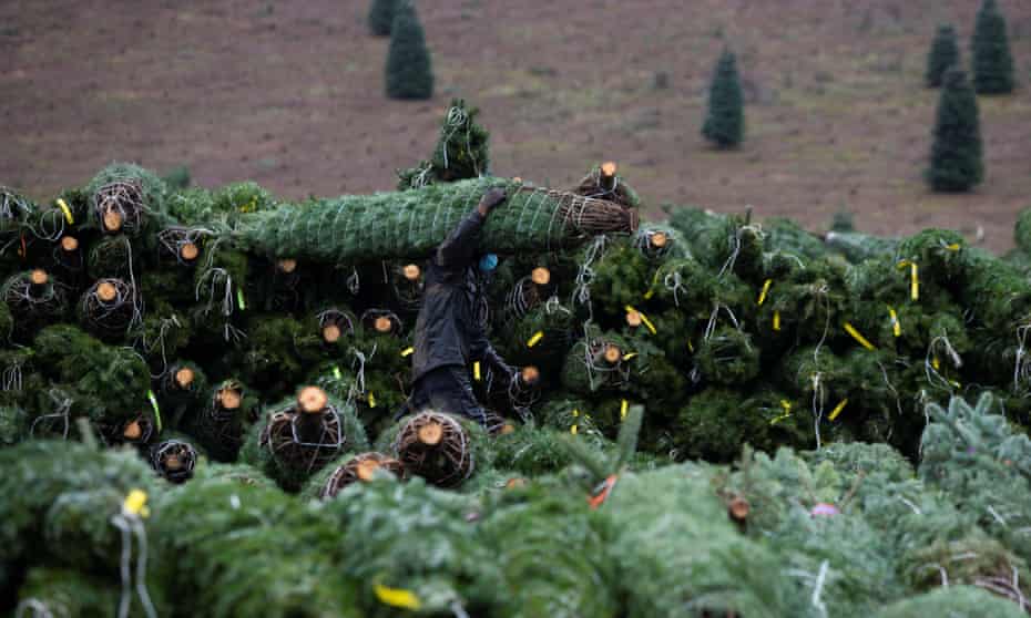 Person carries christmas tree on their shoulder as they walk among bundled christmas trees