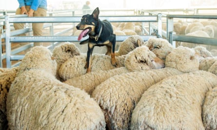 A sheep dog is seen on the back of merino sheep as they are herded into a pen at Yathonga Station.