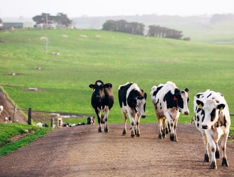 Some dairy farmers have been championing sustainable practices for decades.