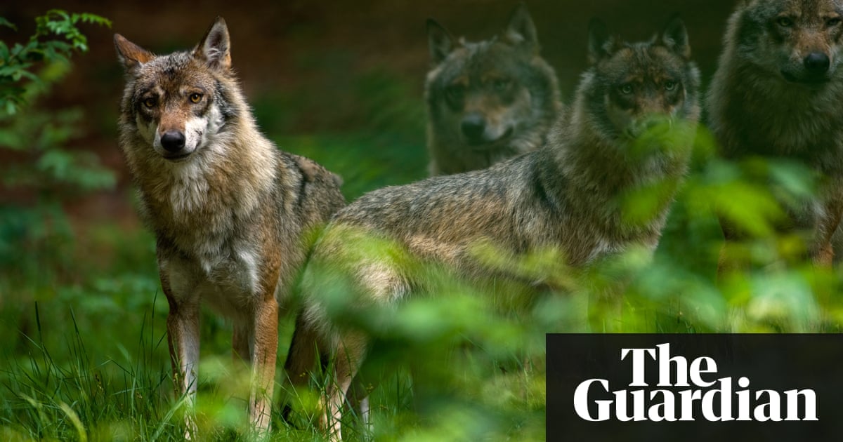 Wild wolf shot and killed in Denmark | Environment | The Guardian
