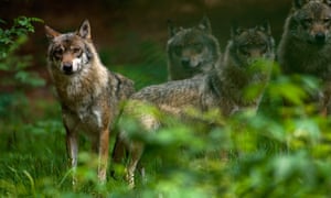Animals World The Guardian Animals World The Guardian