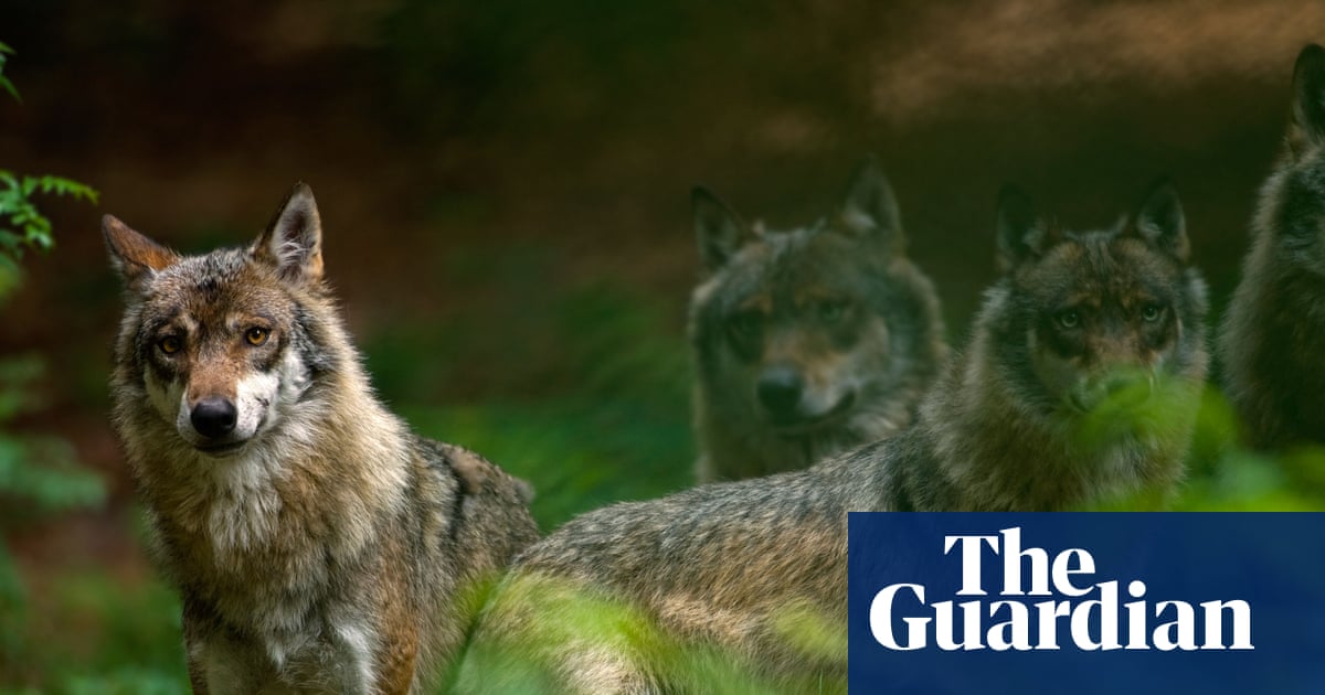 Germany moves to legalise wolf hunting in response to livestock ‘bloodlust’