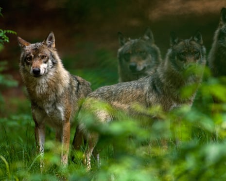 Germany moves to legalise wolf hunting in response to livestock ‘bloodlust’ Germany moves to legalise wolf hunting in response to livestock ‘bloodlust’