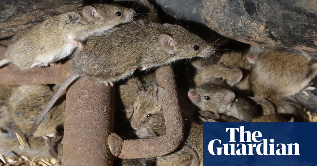 Australia’s mouse plague in pictures Art and design The Guardian