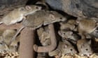 The biblical mouse plague ravaging New South Wales - podcast