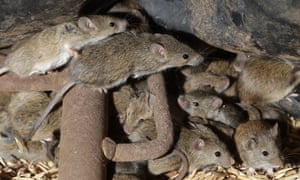 موش ها در اطراف دانه های ذخیره شده در مزرعه ای در نزدیکی تاتنهام ، استرالیا می چرخند.